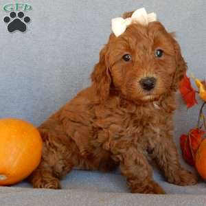 Maple, Mini Goldendoodle Puppy